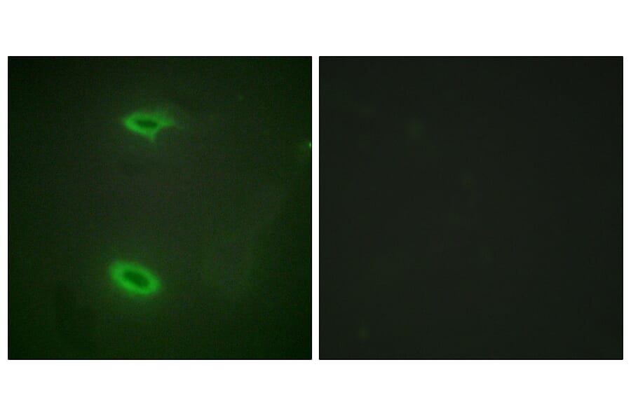 Immunofluorescence - Anti-DLGP1 Antibody (C10034) - Antibodies.com
