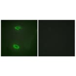 Immunofluorescence - Anti-DLGP1 Antibody (C10034) - Antibodies.com