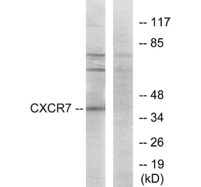 Western Blot - Anti-CXCR7 Antibody (G065) - Antibodies.com