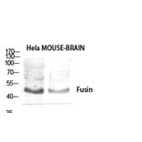 Western Blot - Anti-CXCR4 Antibody (G064) - Antibodies.com