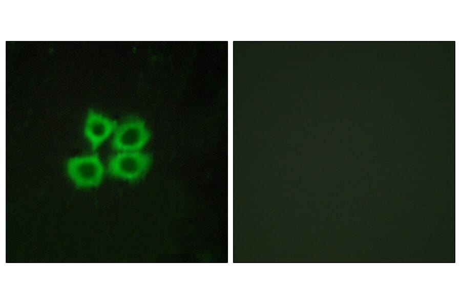 Immunofluorescence - Anti-CRHR2 Antibody (G073) - Antibodies.com