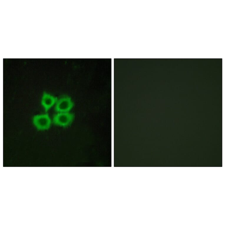 Immunofluorescence - Anti-CRHR2 Antibody (G073) - Antibodies.com