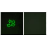 Immunofluorescence - Anti-CRHR2 Antibody (G073) - Antibodies.com