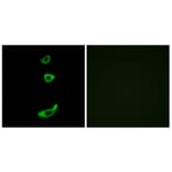 Immunofluorescence - Anti-CRHR1 Antibody (G072) - Antibodies.com