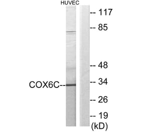 Western Blot - Anti-COX6C Antibody (C12239) - Antibodies.com