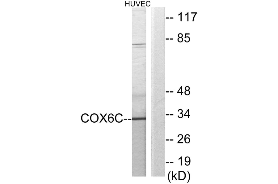 Western Blot - Anti-COX6C Antibody (C12239) - Antibodies.com