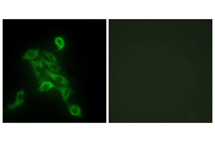 Immunofluorescence - Anti-COX6C Antibody (C12239) - Antibodies.com