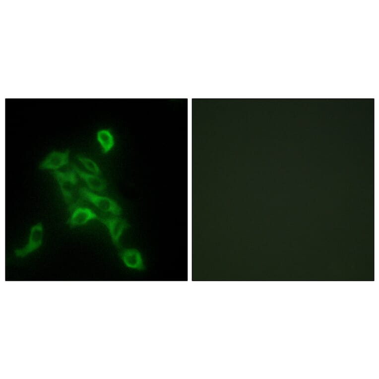 Immunofluorescence - Anti-COX6C Antibody (C12239) - Antibodies.com
