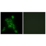 Immunofluorescence - Anti-COX6C Antibody (C12239) - Antibodies.com