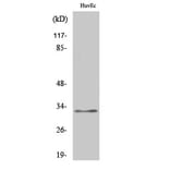 Western Blot - Anti-COX6C Antibody (C12239) - Antibodies.com