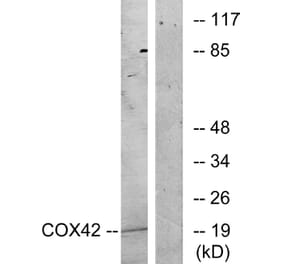 Western Blot - Anti-COX42 Antibody (C12236) - Antibodies.com