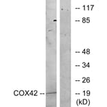 Western Blot - Anti-COX42 Antibody (C12236) - Antibodies.com