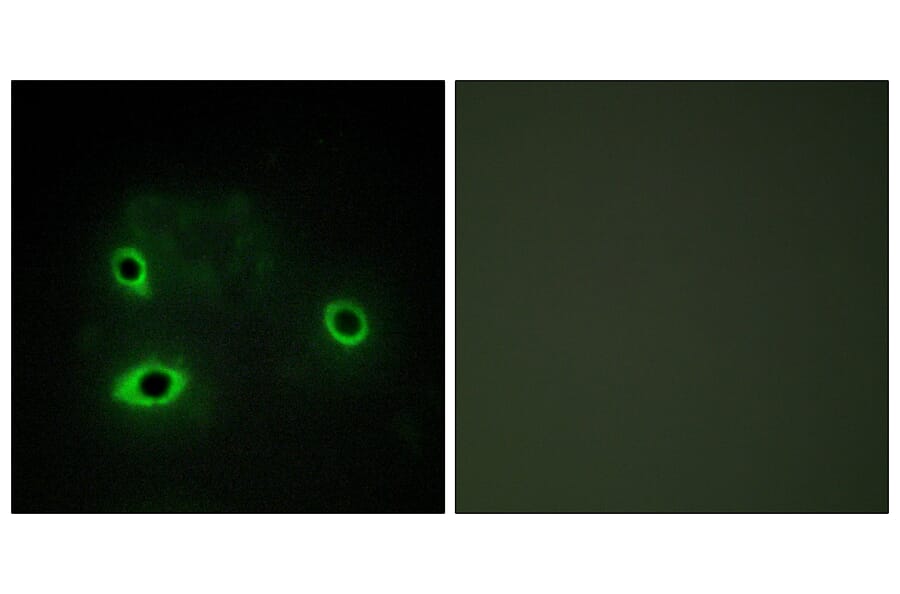 Immunofluorescence - Anti-COX42 Antibody (C12236) - Antibodies.com