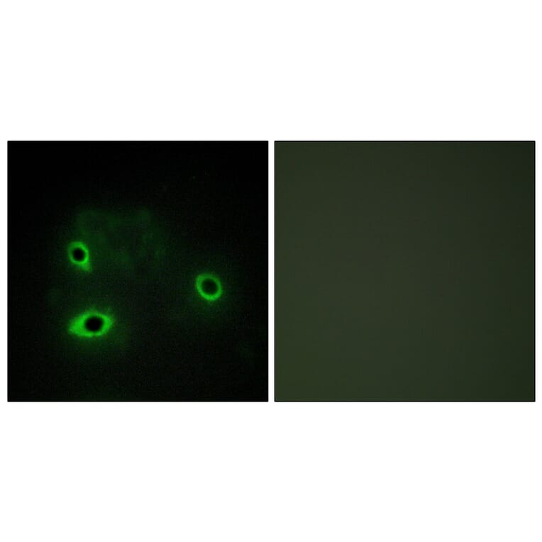 Immunofluorescence - Anti-COX42 Antibody (C12236) - Antibodies.com