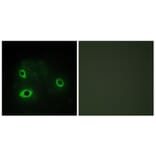 Immunofluorescence - Anti-COX42 Antibody (C12236) - Antibodies.com