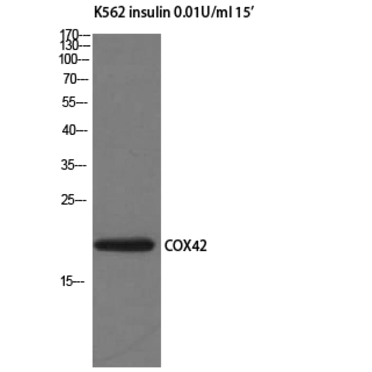 Western Blot - Anti-COX42 Antibody (C12236) - Antibodies.com