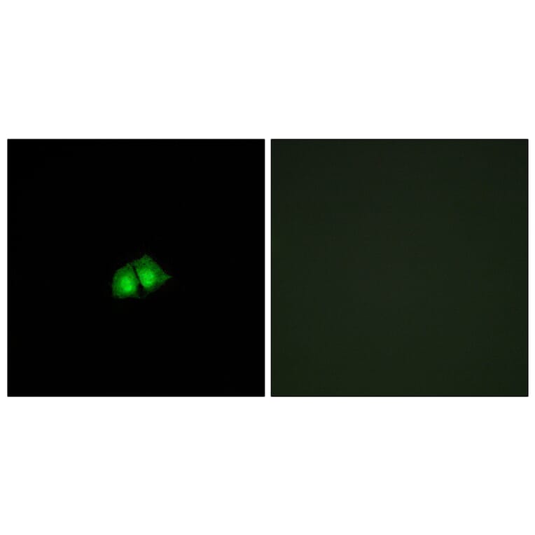 Immunofluorescence - Anti-COPS2 Antibody (C10768) - Antibodies.com