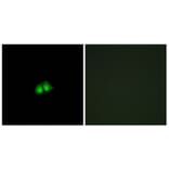 Immunofluorescence - Anti-COPS2 Antibody (C10768) - Antibodies.com