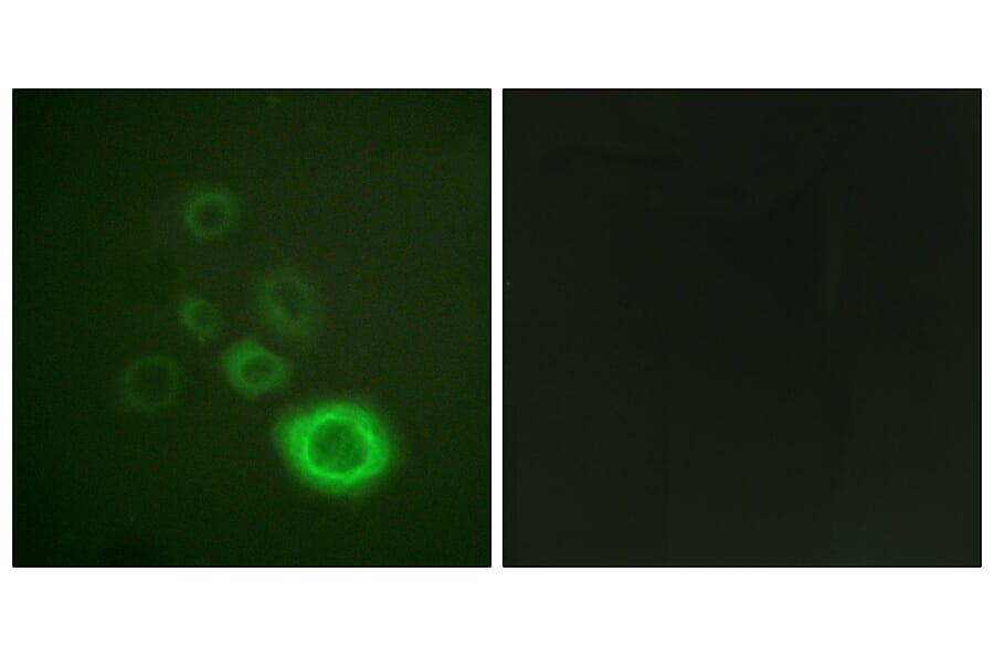 Immunofluorescence - Anti-c-Met Antibody (B0871) - Antibodies.com