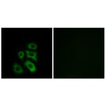 Immunofluorescence - Anti-CLIP3 Antibody (C14917) - Antibodies.com