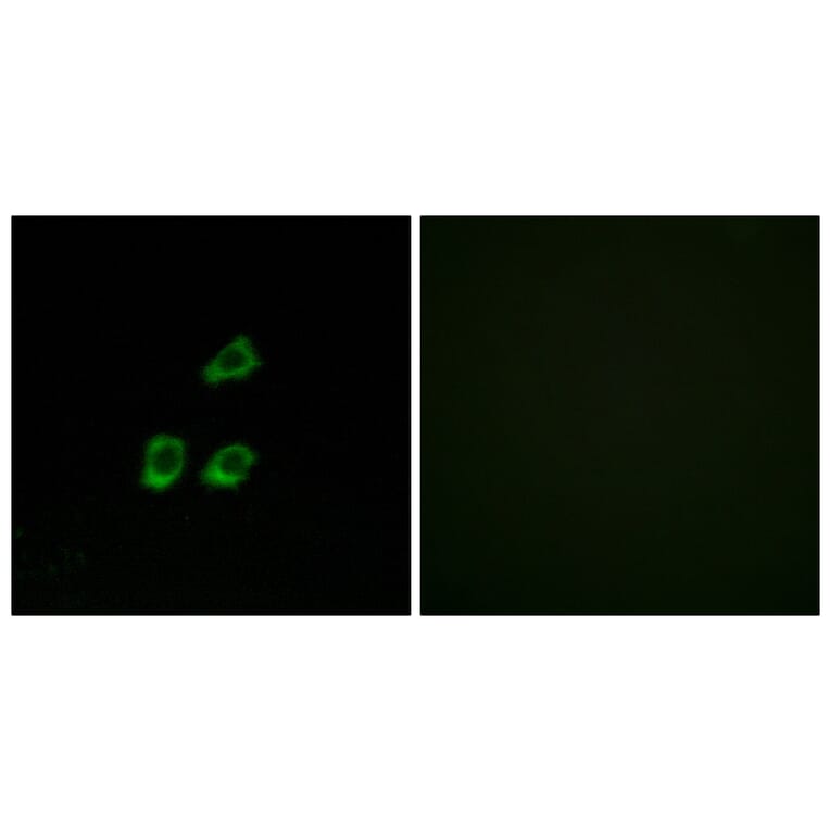 Immunofluorescence - Anti-CLCN4 Antibody (C15079) - Antibodies.com