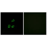 Immunofluorescence - Anti-CLCN4 Antibody (C15079) - Antibodies.com