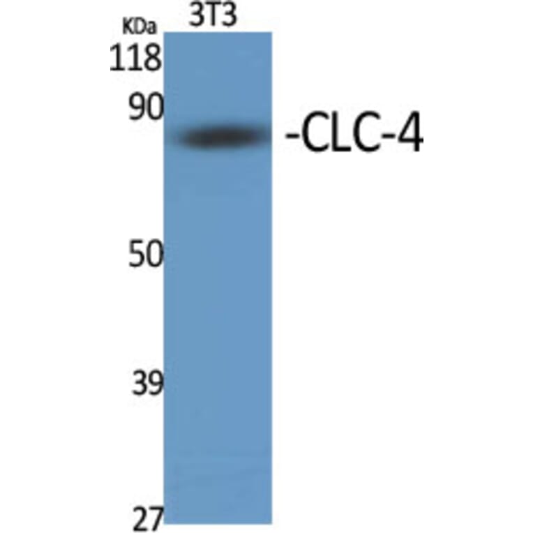 Western Blot - Anti-CLCN4 Antibody (C15079) - Antibodies.com