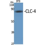 Western Blot - Anti-CLCN4 Antibody (C15079) - Antibodies.com