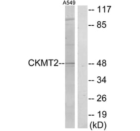 Western Blot - Anti-CKMT2 Antibody (C10407) - Antibodies.com