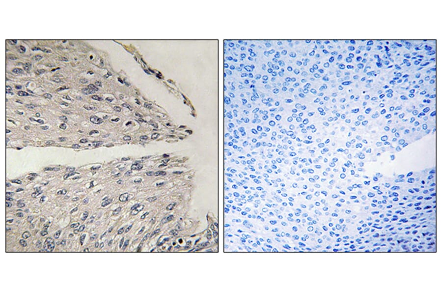 Immunohistochemistry - Anti-CIDEB Antibody (C13034) - Antibodies.com