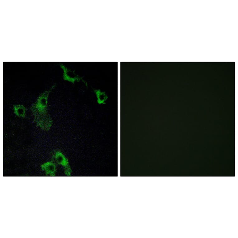 Immunofluorescence - Anti-CIDEB Antibody (C13034) - Antibodies.com