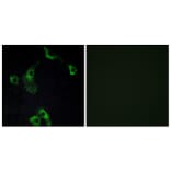 Immunofluorescence - Anti-CIDEB Antibody (C13034) - Antibodies.com