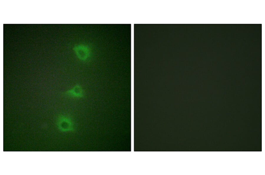 Immunofluorescence - Anti-B-RAF Antibody (C10378) - Antibodies.com