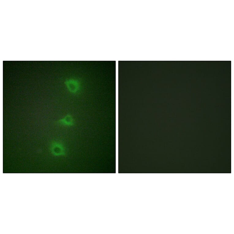 Immunofluorescence - Anti-B-RAF Antibody (C10378) - Antibodies.com