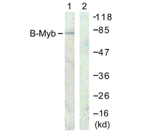 Western Blot - Anti-B-Myb Antibody (B0823) - Antibodies.com