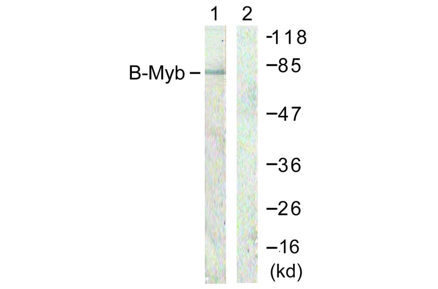 Western Blot - Anti-B-Myb Antibody (B0823) - Antibodies.com