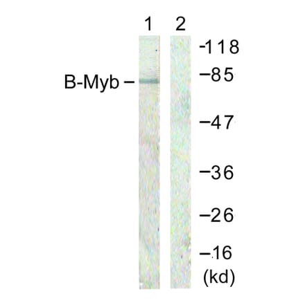 Western Blot - Anti-B-Myb Antibody (B0823) - Antibodies.com