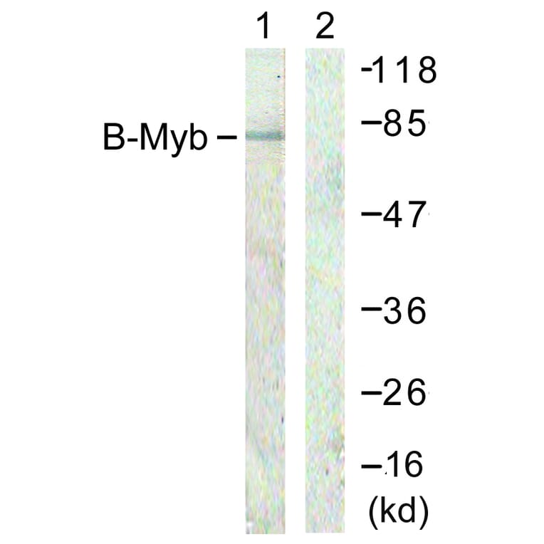 Western Blot - Anti-B-Myb Antibody (B0823) - Antibodies.com