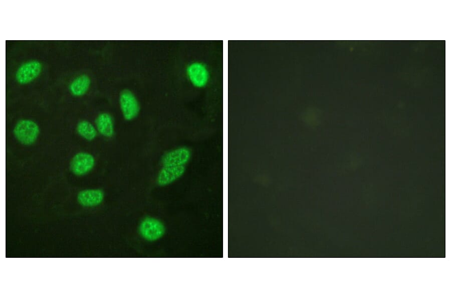 Immunofluorescence - Anti-B-Myb Antibody (B0823) - Antibodies.com