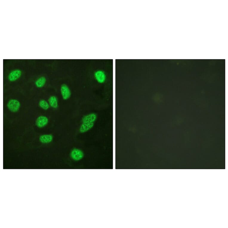 Immunofluorescence - Anti-B-Myb Antibody (B0823) - Antibodies.com