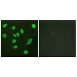 Immunofluorescence - Anti-B-Myb Antibody (B0823) - Antibodies.com