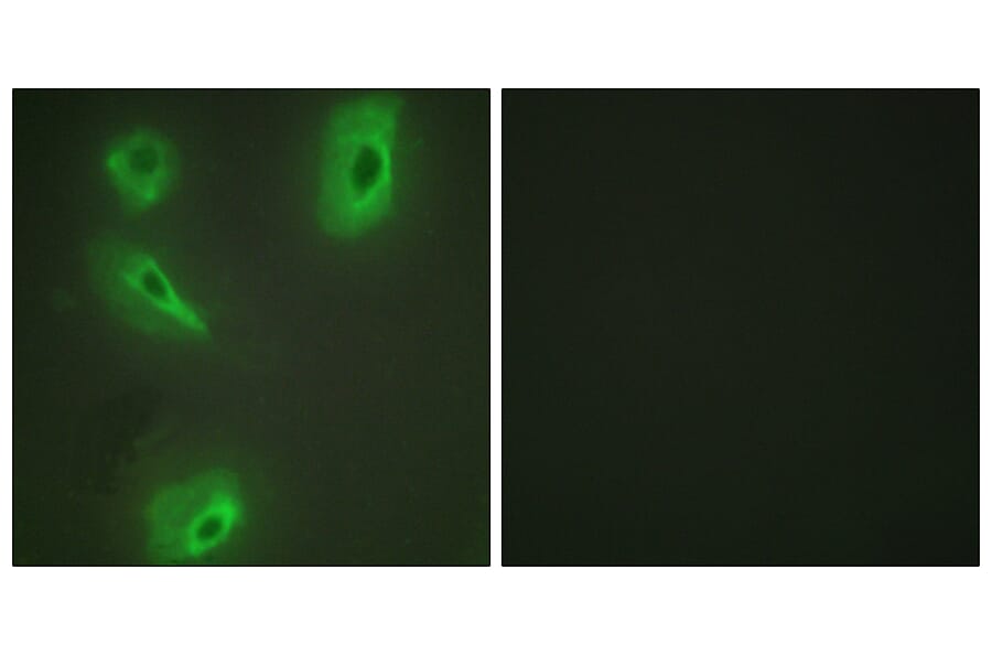 Immunofluorescence - Anti-BCKD Antibody (C10056) - Antibodies.com