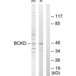 Western Blot - Anti-BCKD Antibody (C10056) - Antibodies.com