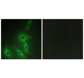 Immunofluorescence - Anti-AS250 Antibody (C12064) - Antibodies.com
