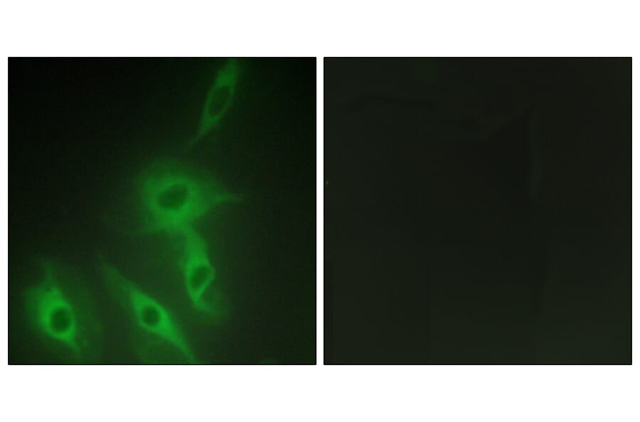 Immunofluorescence - Anti-AS250 Antibody (C12064) - Antibodies.com