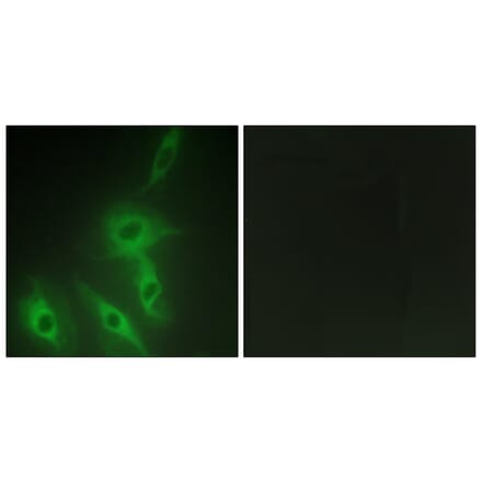 Immunofluorescence - Anti-AS250 Antibody (C12064) - Antibodies.com