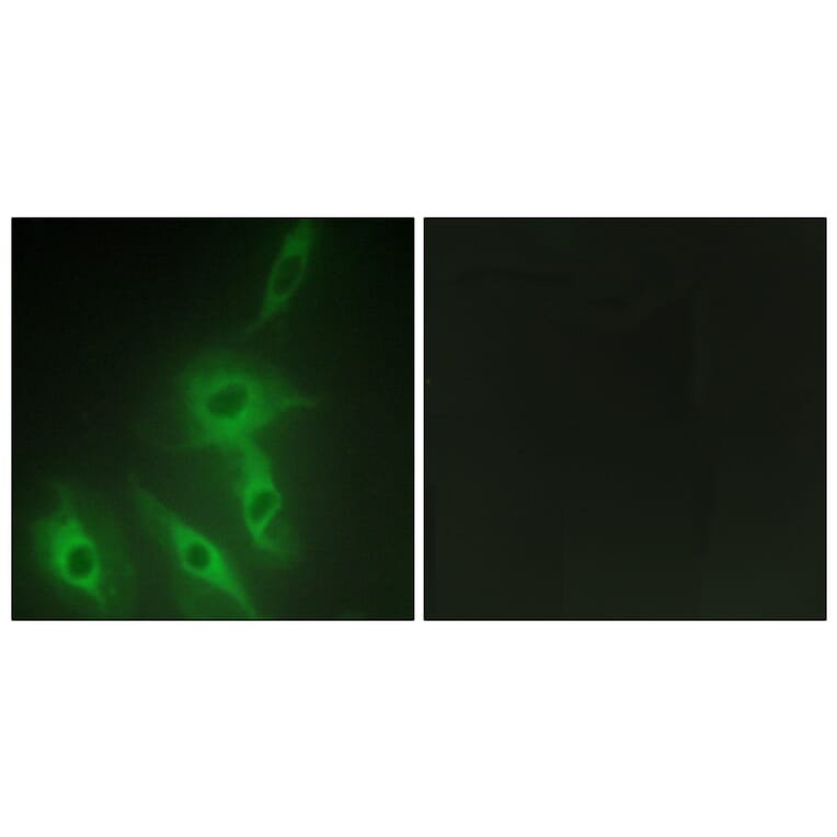 Immunofluorescence - Anti-AS250 Antibody (C12064) - Antibodies.com