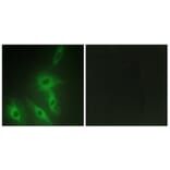 Immunofluorescence - Anti-AS250 Antibody (C12064) - Antibodies.com