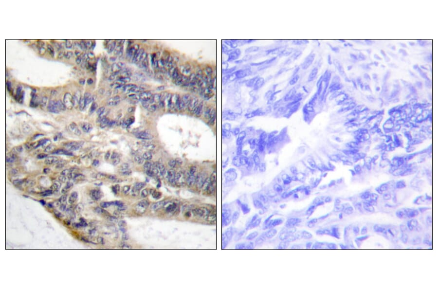 Immunohistochemistry - Anti-AS250 Antibody (C12064) - Antibodies.com