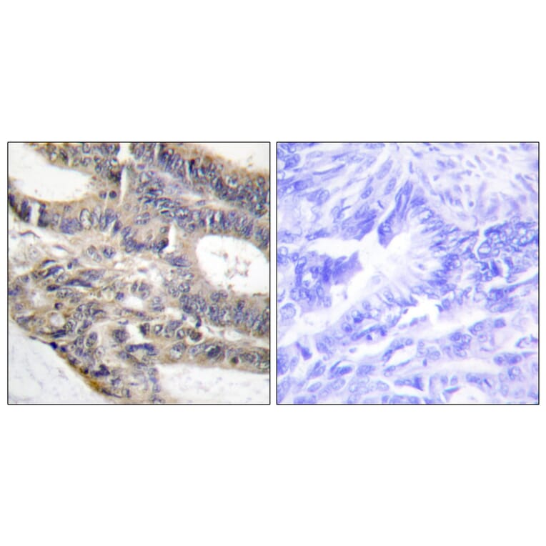 Immunohistochemistry - Anti-AS250 Antibody (C12064) - Antibodies.com